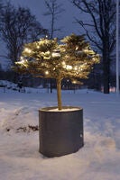 50 Warm White LED Frosted