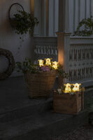  Acryl Lichterk. Schweine 5