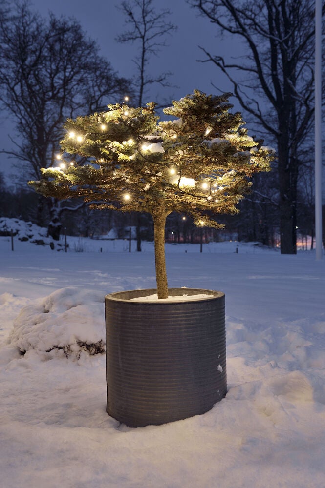 50 Warm White LED Frosted