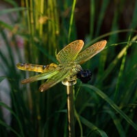 4 Dragonfly Solar Lights